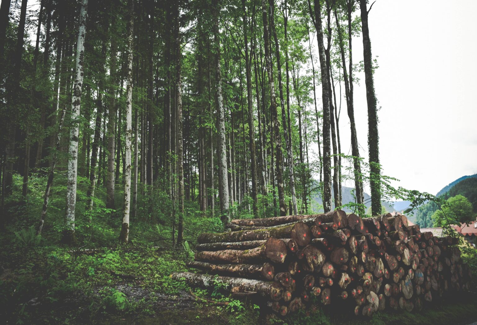 Revolutionary Reforestation Programs - Forestfounders
