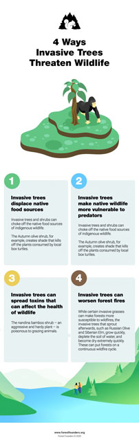 Image for INVASIVE TREE SPECIES: HOW INVASIVE TREES AND PLANT SPECIES THREATEN NATIVE FORESTS