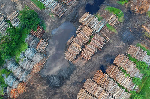 Image for Deforestation /Reforestation