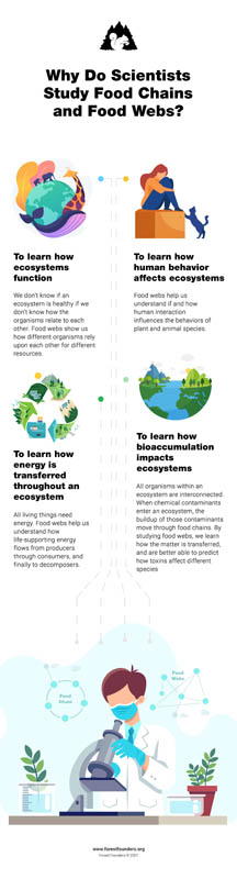 Image for FOOD WEBS AND FOOD CHAINS