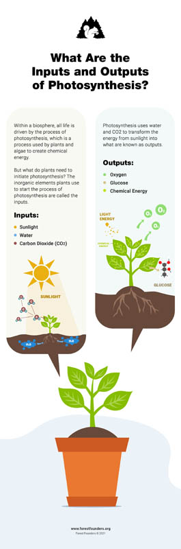 Image for PHOTOSYNTHESIS