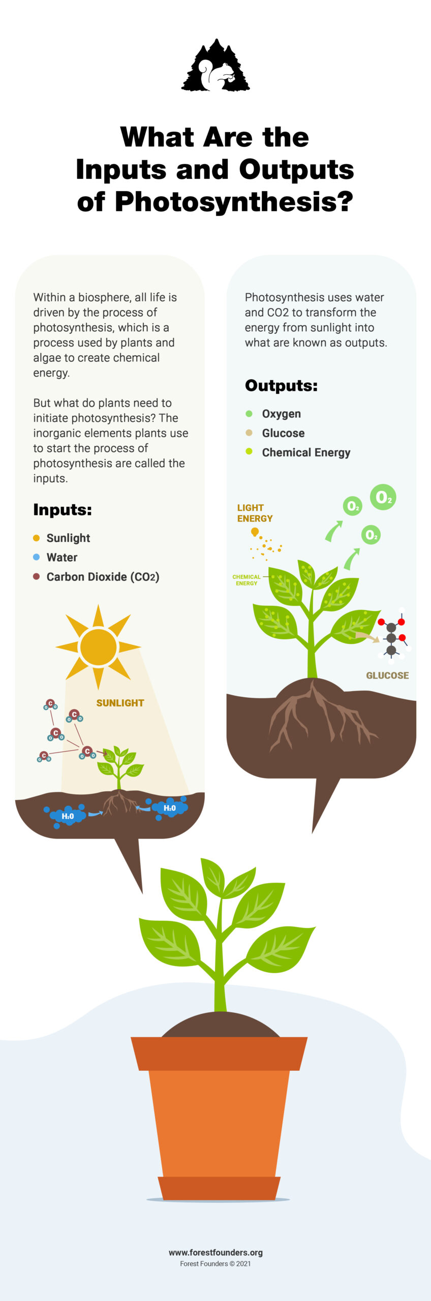 Image for Photosynthesis